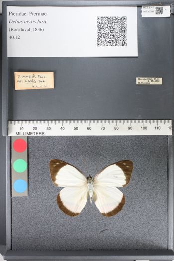 Media type: image;   Entomology 130098